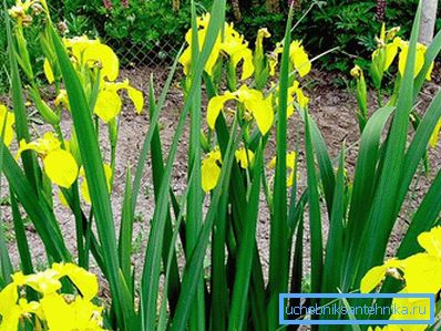 1223 Iris bataklığı