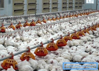 Kanatlı çiftlikleri için özel bir zorunlu havalandırma sistemi geliştirilmelidir. Kanatlı çiftlikleri için özel bir zorunlu havalandırma sistemi geliştirilmelidir.
