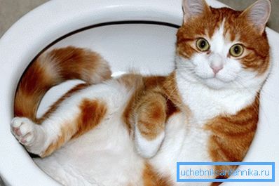 Kedi, insanlar için tasarlanmış sıhhi cihazları kullanmayı öğretebilir. Kedi, insanlar için tasarlanmış sıhhi cihazları kullanmayı öğretebilir.