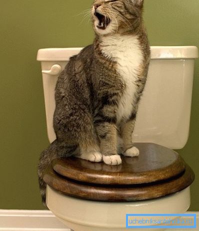 Kedi tuvalete sadece kendi başına gider, anlaşılmalıdır. Kedi tuvalete sadece kendi başına gider, anlaşılmalıdır.