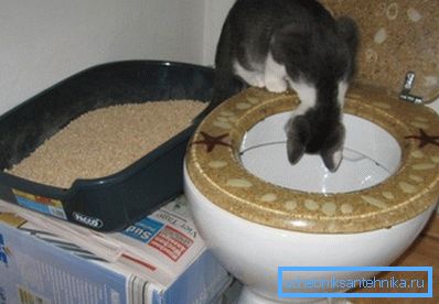 Fotoğraf tepsisinde, tuvalete yerleştirilmiş Fotoğraf tepsisinde, tuvalete yerleştirilmiş