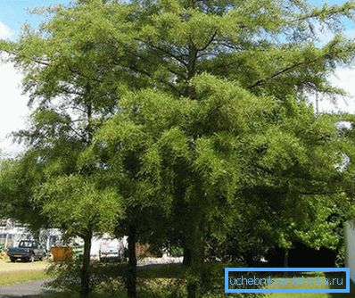 1223 Siyah Alder Imperialis