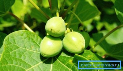 Jatropha - biyoyakıtlar için potansiyel bir tesis
